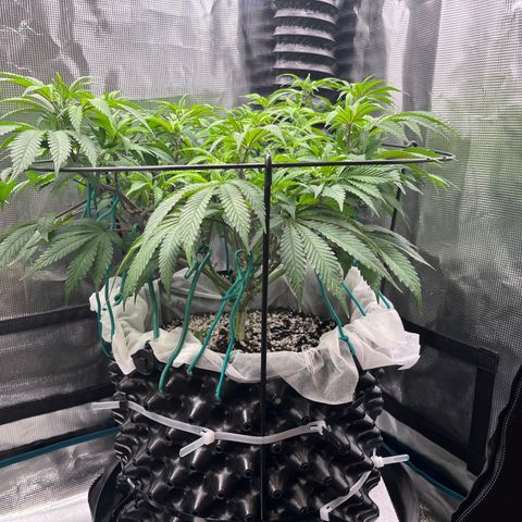 Gelato [Photo] (C.G. - 02) growlog timeline photo
