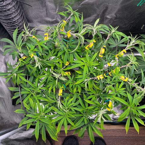 Gelato [Photo] (C.G. - 01) growlog timeline photo