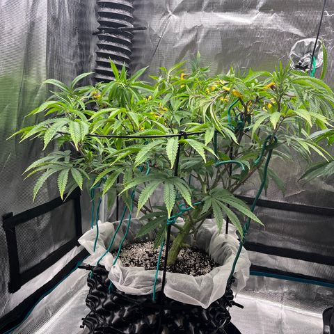 Gelato [Photo] (C.G. - 01) growlog timeline photo