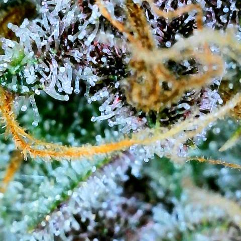 Bruce Banner #3 [Auto] (A.G. - 01) growlog timeline photo