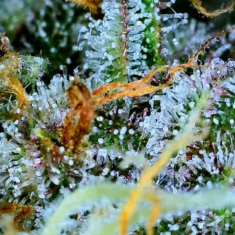 Bruce Banner #3 [Auto] (A.G. - 01) growlog timeline photo