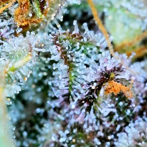 Bruce Banner #3 [Auto] (A.G. - 01) growlog timeline photo