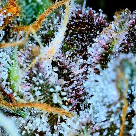 Bruce Banner #3 [Auto] (A.G. - 01) growlog timeline photo