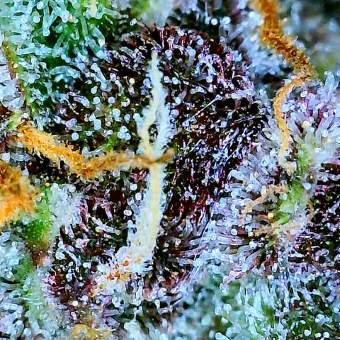 Bruce Banner #3 [Auto] (A.G. - 01) growlog timeline photo