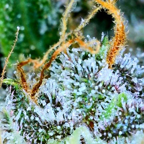 Bruce Banner #3 [Auto] (A.G. - 01) growlog timeline photo