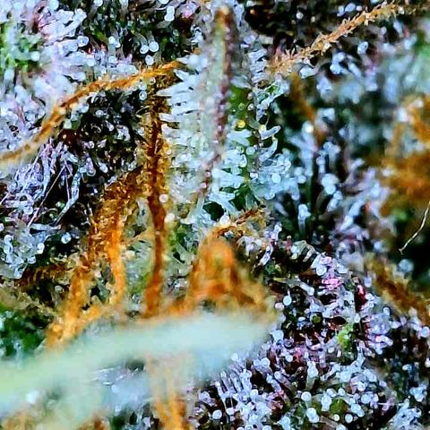 Bruce Banner #3 [Auto] (A.G. - 01) growlog timeline photo