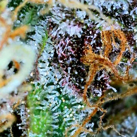 Bruce Banner #3 [Auto] (A.G. - 01) growlog timeline photo