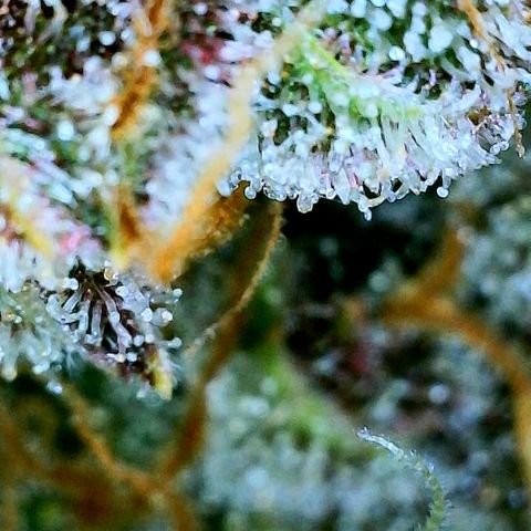 Bruce Banner #3 [Auto] (A.G. - 01) growlog timeline photo