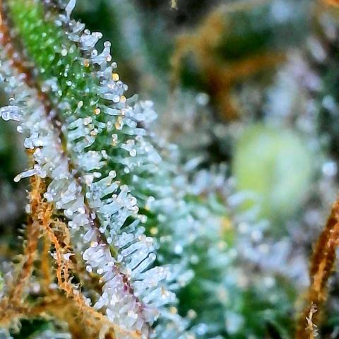 Bruce Banner #3 [Auto] (A.G. - 01) growlog timeline photo
