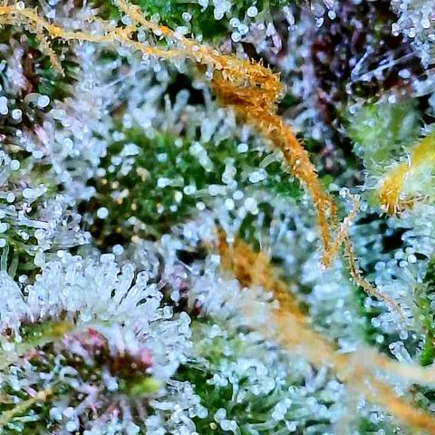 Bruce Banner #3 [Auto] (A.G. - 01) growlog timeline photo