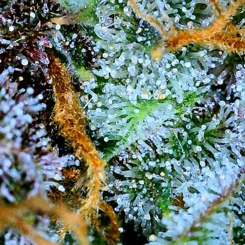 Bruce Banner #3 [Auto] (A.G. - 01) growlog timeline photo