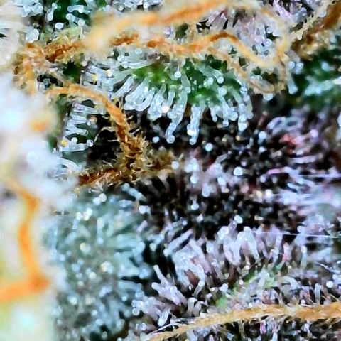 Bruce Banner #3 [Auto] (A.G. - 01) growlog timeline photo