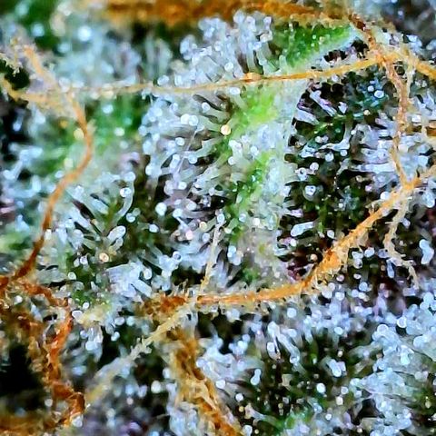 Bruce Banner #3 [Auto] (A.G. - 01) growlog timeline photo