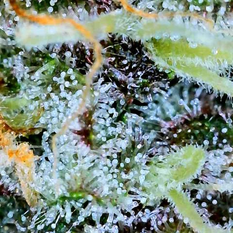 Bruce Banner #3 [Auto] (A.G. - 01) growlog timeline photo