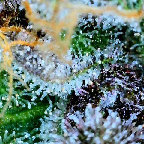 Bruce Banner #3 [Auto] (A.G. - 01) growlog timeline photo