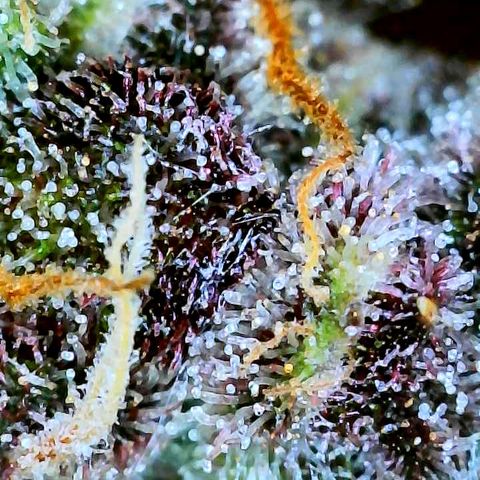 Bruce Banner #3 [Auto] (A.G. - 01) growlog timeline photo