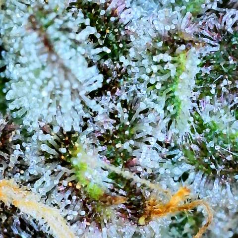 Bruce Banner #3 [Auto] (A.G. - 01) growlog timeline photo