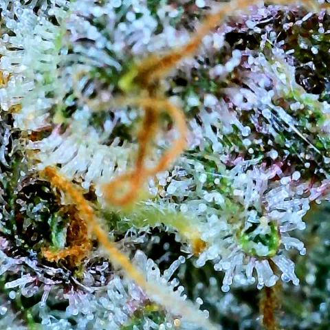 Bruce Banner #3 [Auto] (A.G. - 01) growlog timeline photo