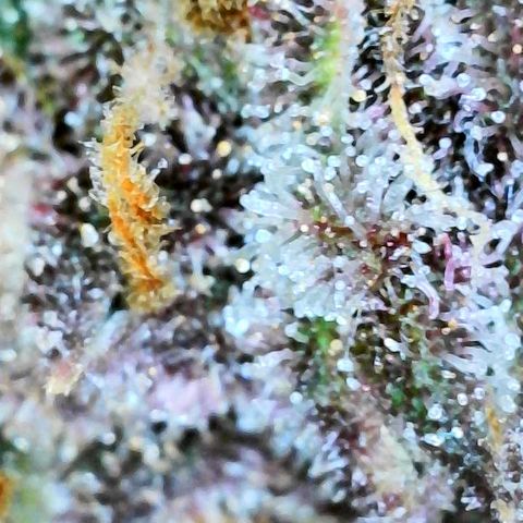 Bruce Banner #3 [Auto] (A.G. - 01) growlog timeline photo