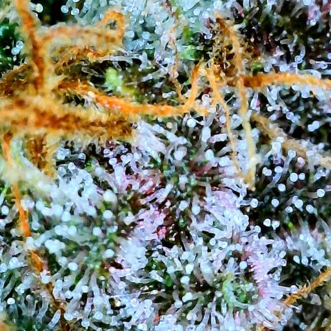 Bruce Banner #3 [Auto] (A.G. - 01) growlog timeline photo