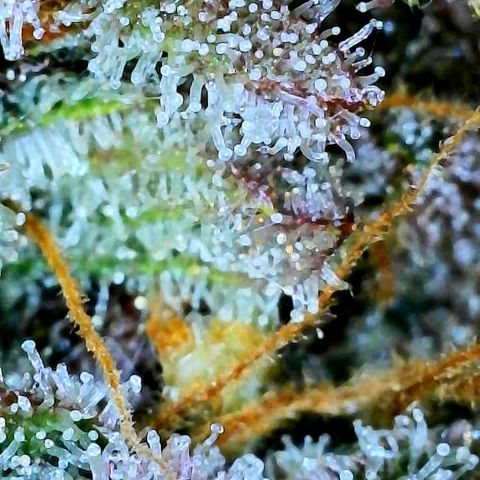 Bruce Banner #3 [Auto] (A.G. - 01) growlog timeline photo