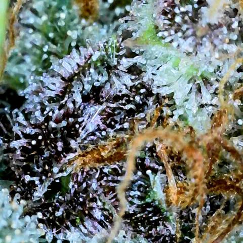 Bruce Banner #3 [Auto] (A.G. - 01) growlog timeline photo