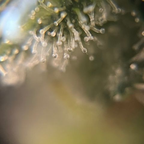 Gelato [Photo] A1 growlog timeline photo