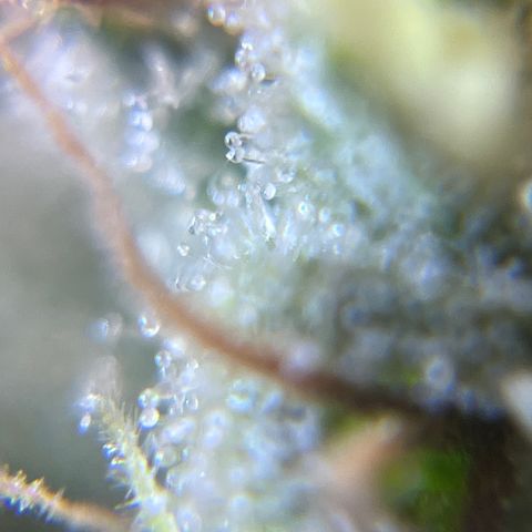 Gelato [Photo] A1 growlog timeline photo