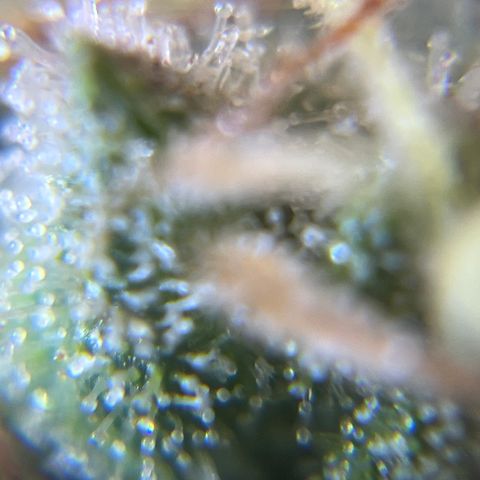 Gelato [Photo] A1 growlog timeline photo