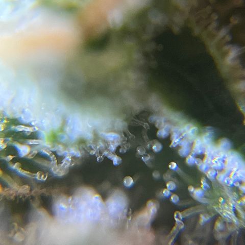 Gelato [Photo] A1 growlog timeline photo