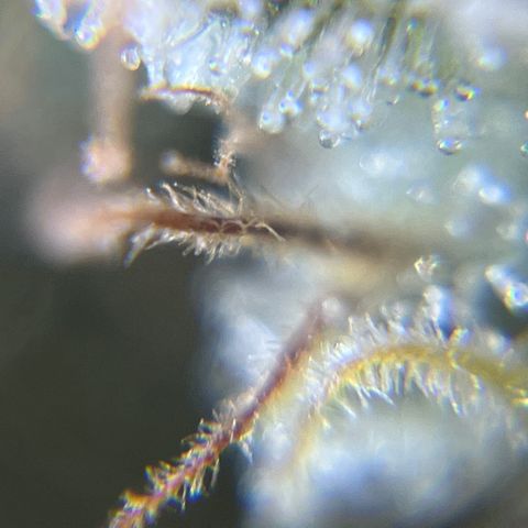 Gelato [Photo] A1 growlog timeline photo