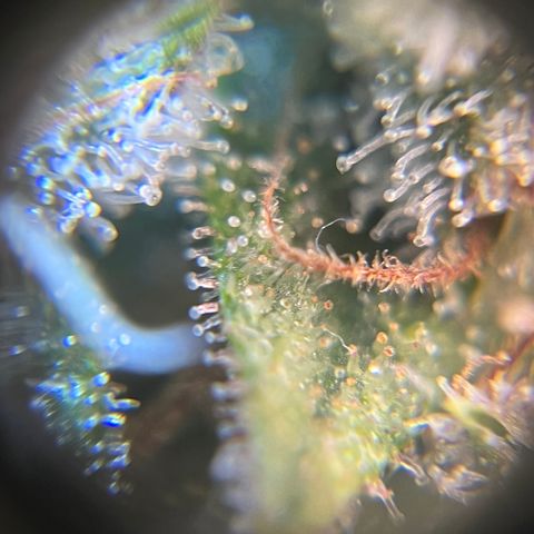 Gelato [Photo] A1 growlog timeline photo