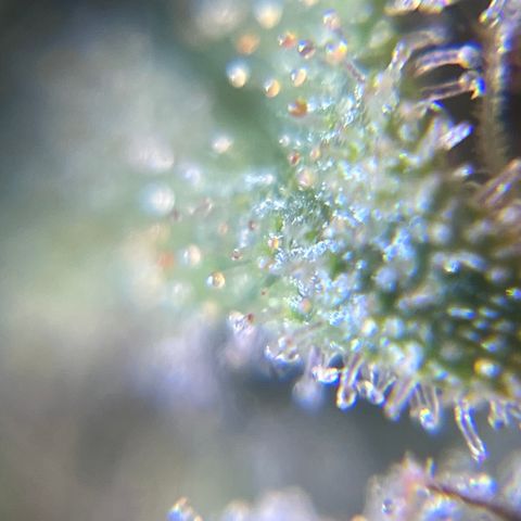Gelato [Photo] A1 growlog timeline photo