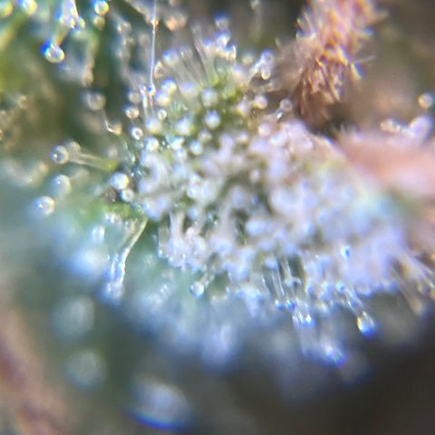 Gelato [Photo] A1 growlog timeline photo
