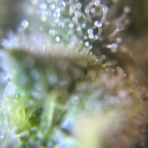 Gelato [Photo] A1 growlog timeline photo