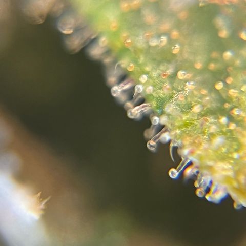 Gelato [Photo] A1 growlog timeline photo