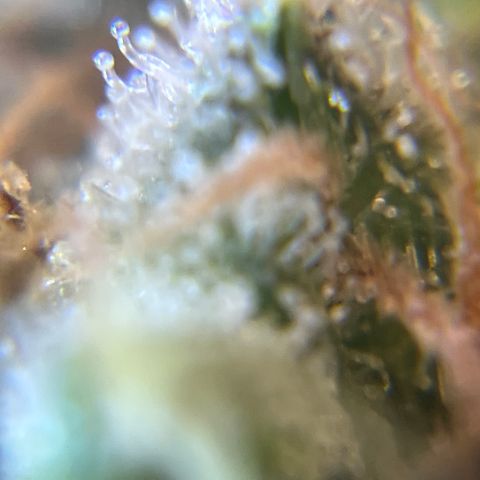 Gelato [Photo] A1 growlog timeline photo