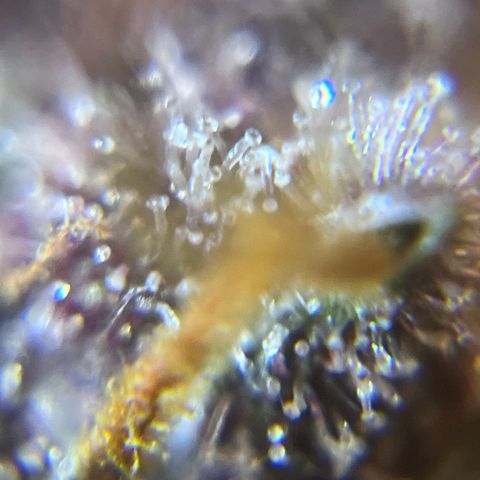 Bruce Banner #3 [Auto] (A.G. - 01) growlog timeline photo