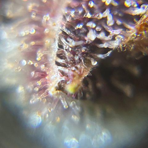 Bruce Banner #3 [Auto] (A.G. - 01) growlog timeline photo