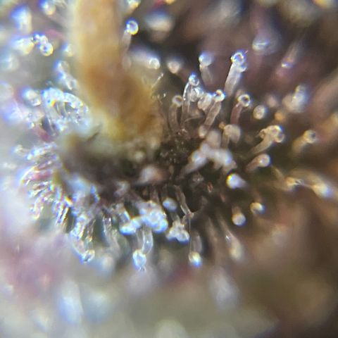 Bruce Banner #3 [Auto] (A.G. - 01) growlog timeline photo