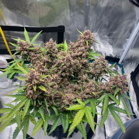 Bruce Banner #3 [Auto] (A.G. - 01) growlog timeline photo