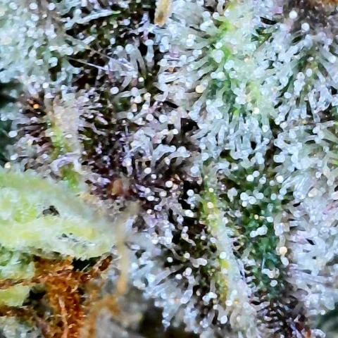 Bruce Banner #3 [Auto] (A.G. - 01) growlog timeline photo