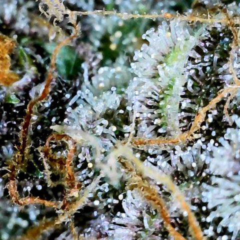 Bruce Banner #3 [Auto] (A.G. - 01) growlog timeline photo