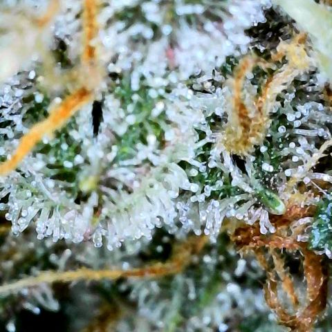 Bruce Banner #3 [Auto] (A.G. - 01) growlog timeline photo