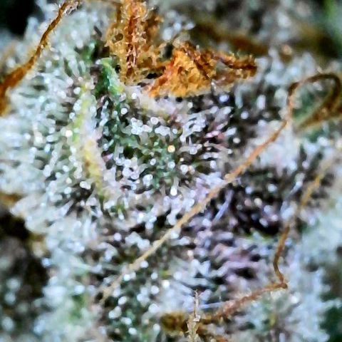 Bruce Banner #3 [Auto] (A.G. - 01) growlog timeline photo