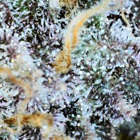 Bruce Banner #3 [Auto] (A.G. - 01) growlog timeline photo