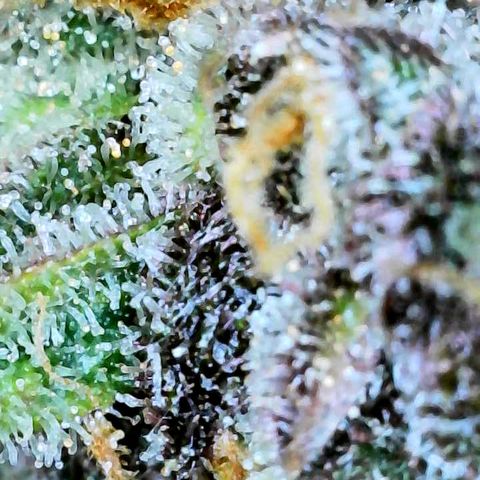 Bruce Banner #3 [Auto] (A.G. - 01) growlog timeline photo