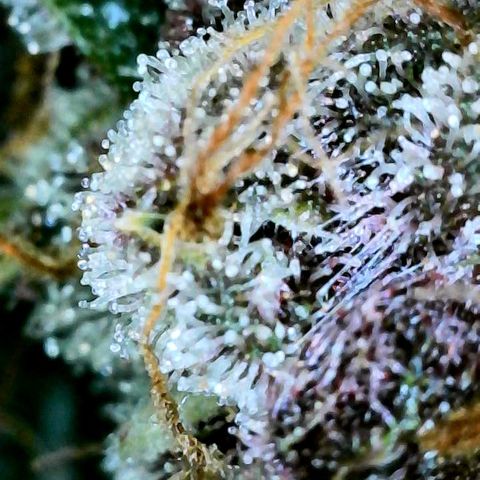 Bruce Banner #3 [Auto] (A.G. - 01) growlog timeline photo