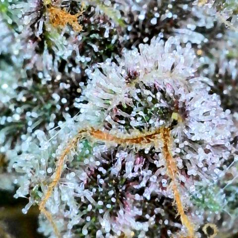 Bruce Banner #3 [Auto] (A.G. - 01) growlog timeline photo