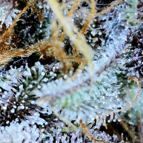 Bruce Banner #3 [Auto] (A.G. - 01) growlog timeline photo